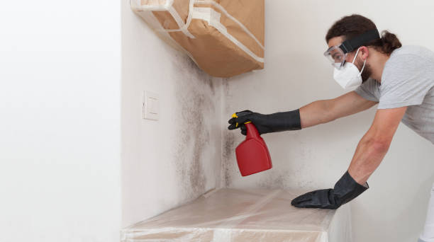Professional Basement Mold Removal technician working in Kingsville, MD